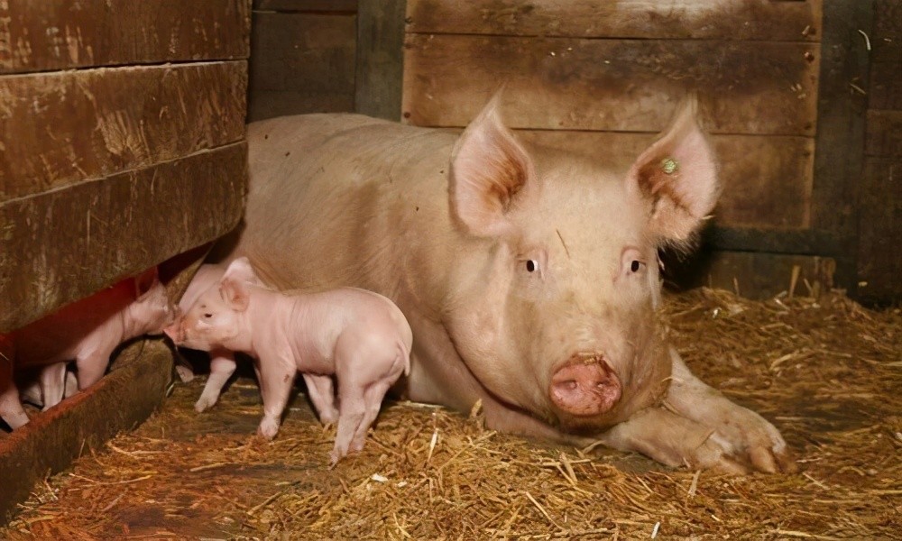 刚出生的小猪拉稀用什么药好,小猪拉稀喂电解多维后怎样止拉稀