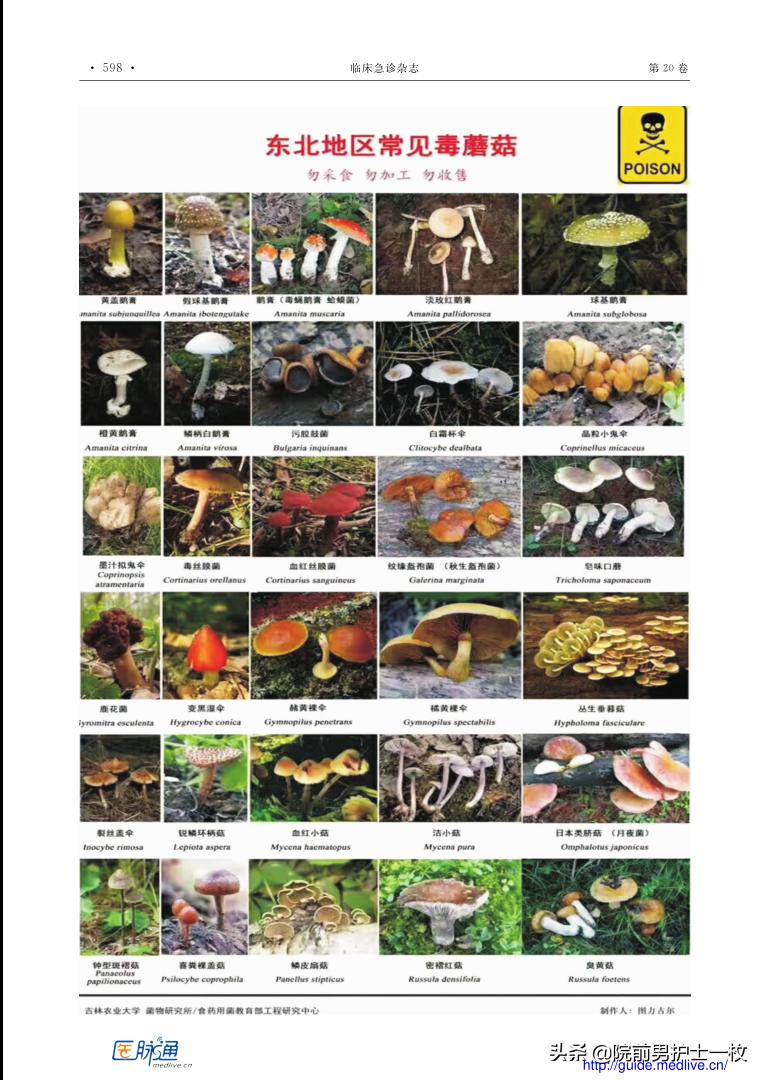 蘑菇中毒最常见品种,有毒蘑菇的八种识别方法