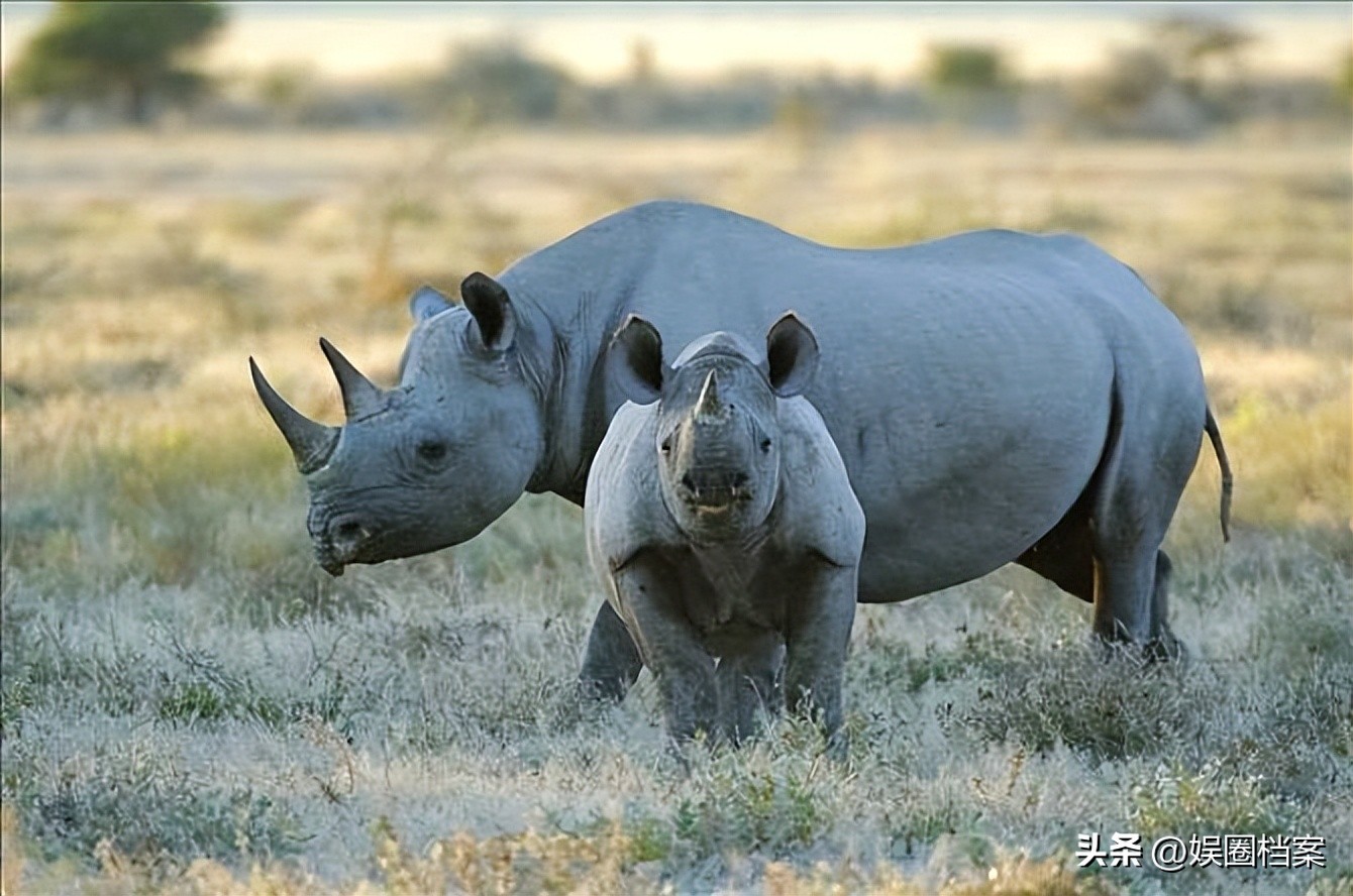 探究东部黑犀牛，激素代谢物和卵巢周期阶段肠道中微生物群的反应