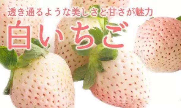 全世界最贵的6种水果,全世界最贵的六种水果