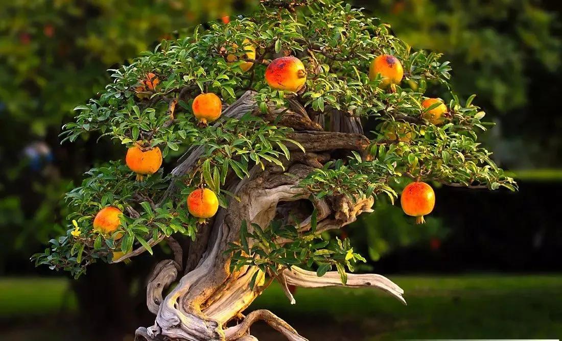 笑口常开好运自然来,笑口常开好运自然来下一句