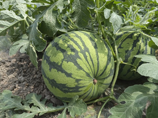 小罗退役后收入,小罗退役前挣了多少钱