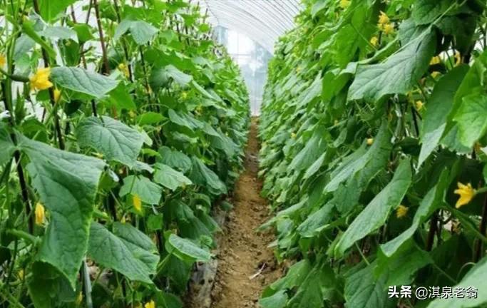 藤蔓瓜类是主蔓结果多还侧蔓多,瓜果种植爬藤植物广东