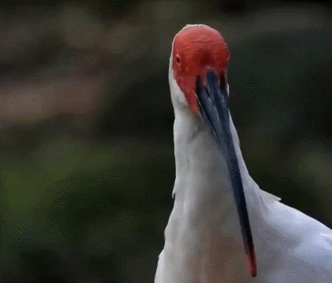 东方宝石朱鹮灭绝了吗,东方宝石朱鹮吃什么