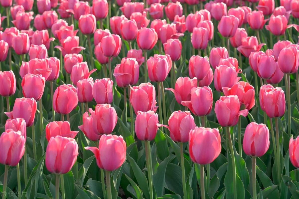 新冠二阳咳嗽剧烈怎么办,新冠二阳了咳嗽吃什么抗生素好