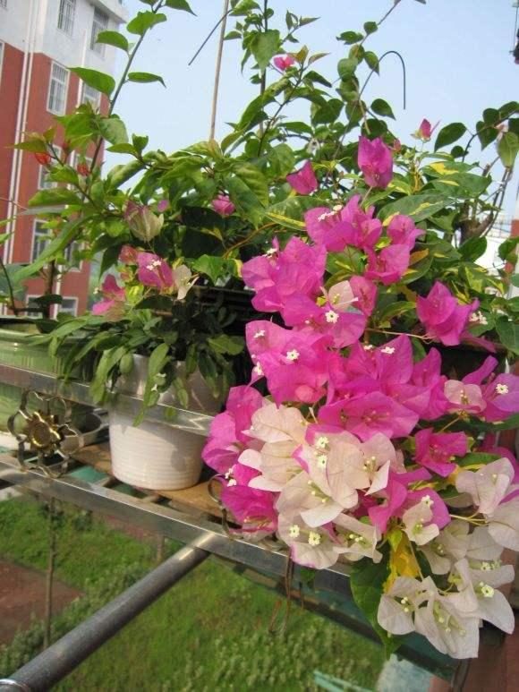 10种公认最好养的花三角梅,十种勤花三角梅