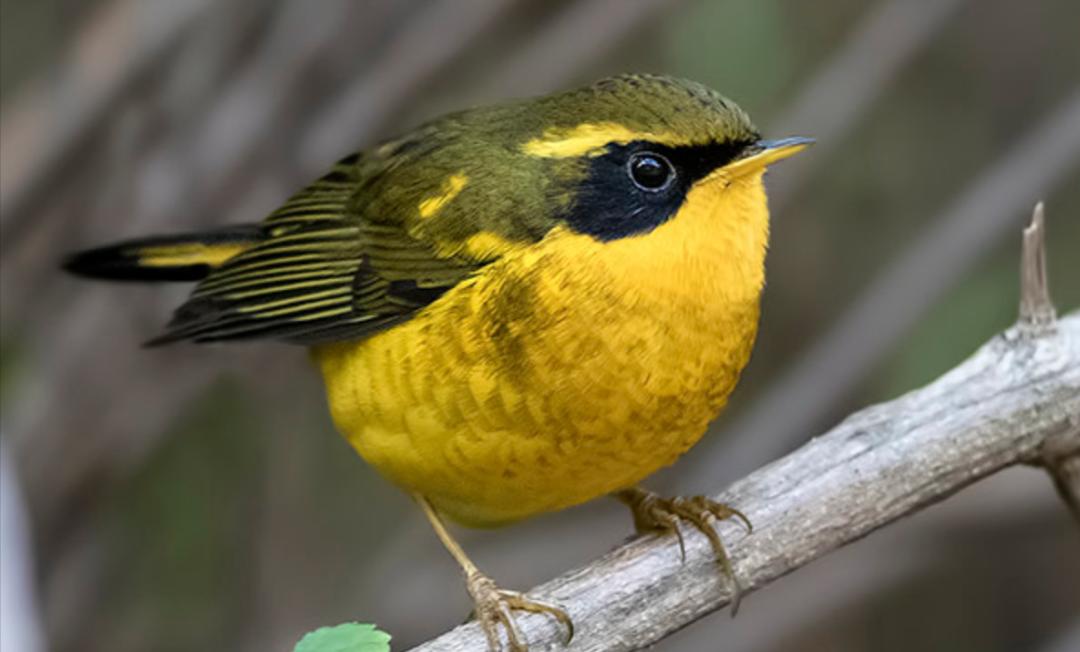 50张最佳鸟类摄影作品,鸟儿大全大图