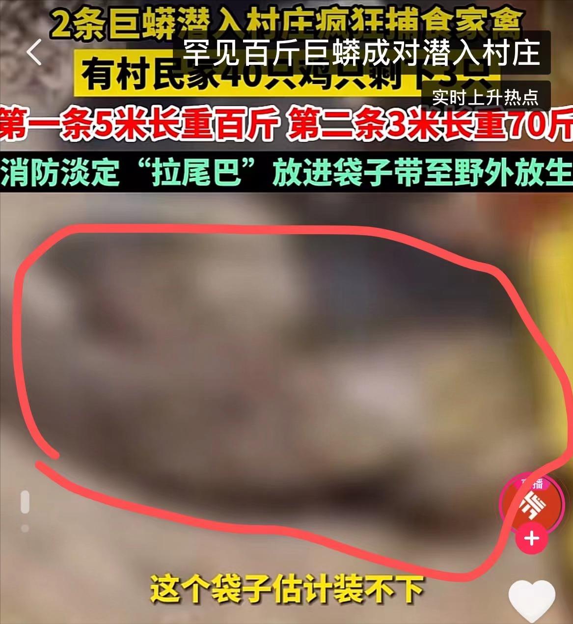 至今最长的蛇类,广西发现最大的蛇的纪录