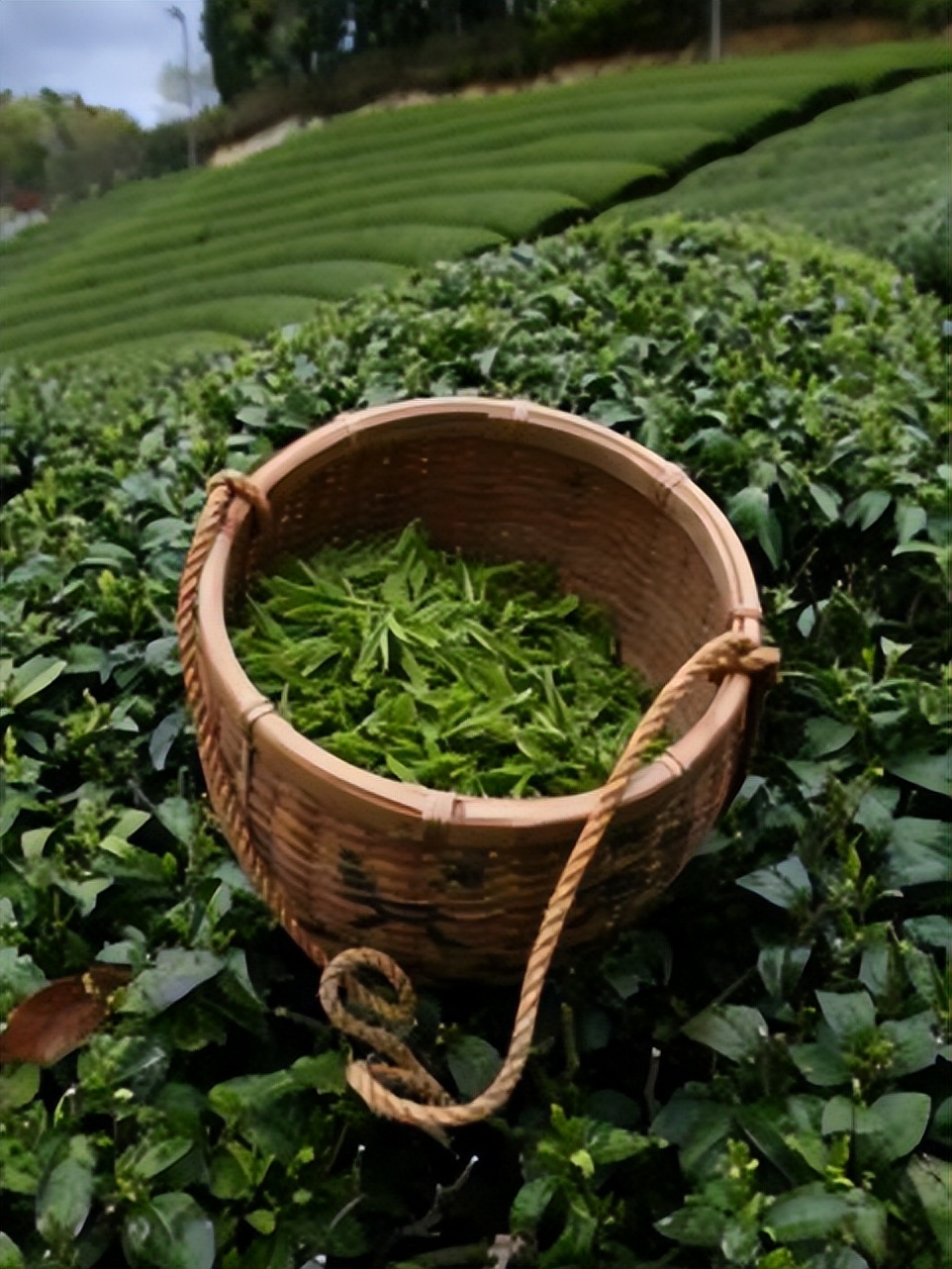 茶文化申遗成功了吗,中国茶申遗成功对我们的好处