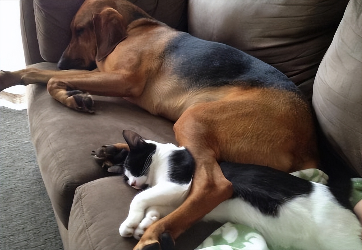 网友告诉你，让狗狗上床睡觉，会有这些后果