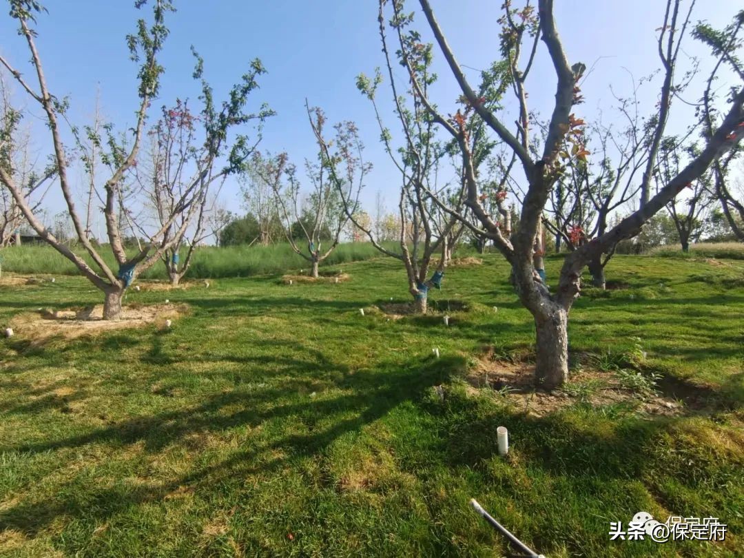 保定建设品质生活之城规划,保定品质之城规划