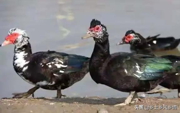 鸭养殖致富经,农村养殖鸭技术