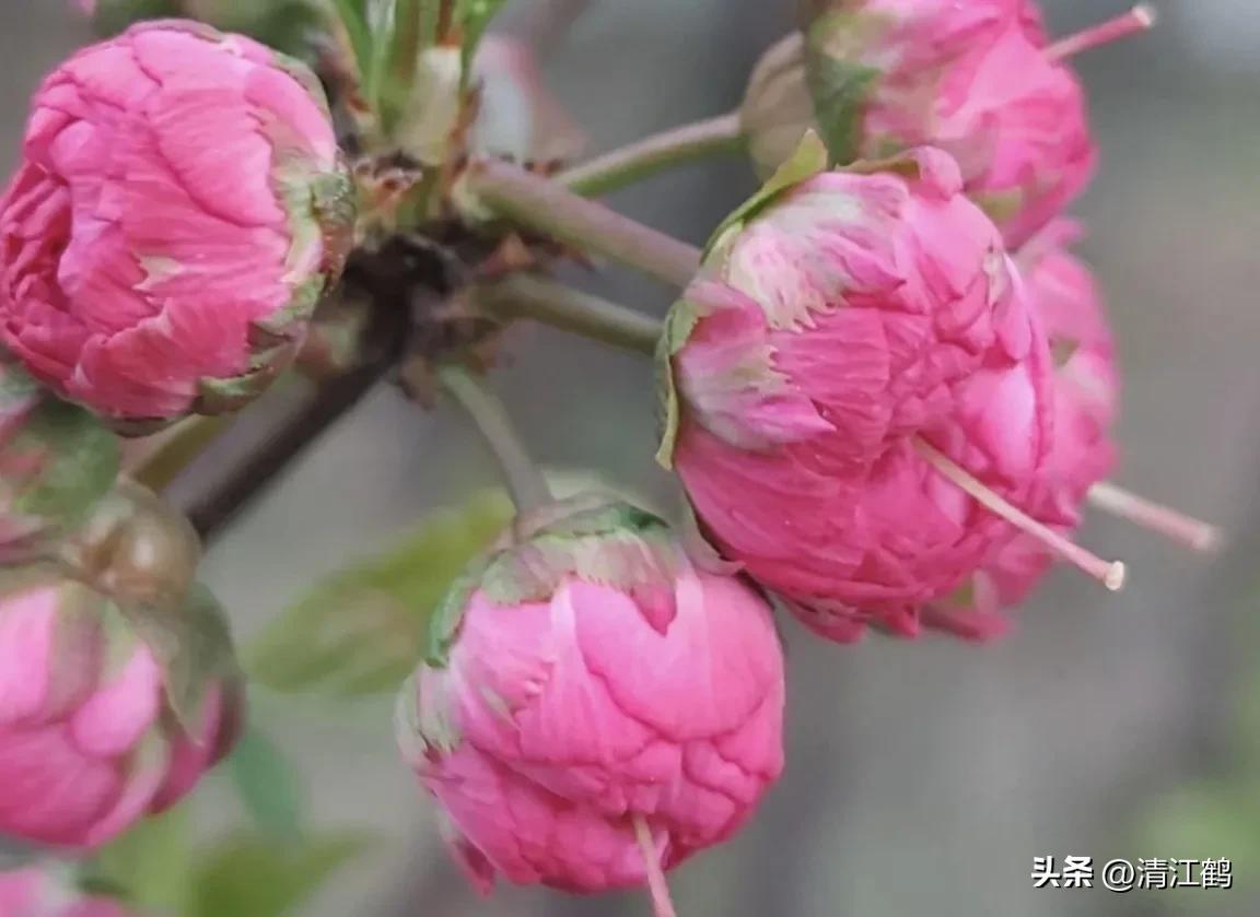 榆叶梅病害有哪些,榆叶梅的观赏特性有哪些呢