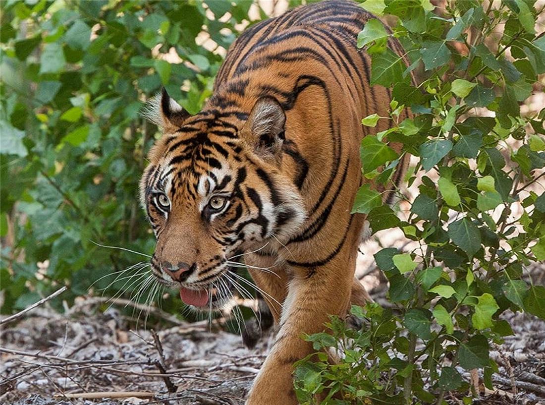 现存体型最大的犀牛白犀牛,独角犀牛最大多重