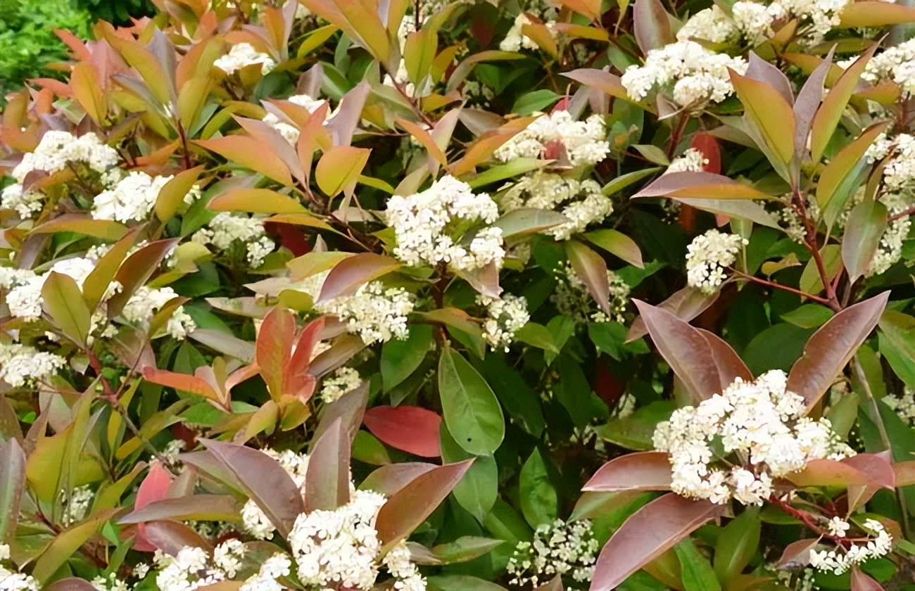 石楠花那么臭为什么要种那么多,石楠花到底是什么