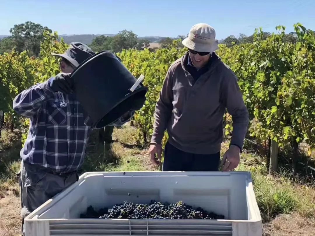 澳洲酿酒葡萄压榨量创22年来新低，誉加陷入纠纷，佳酿挂牌出售