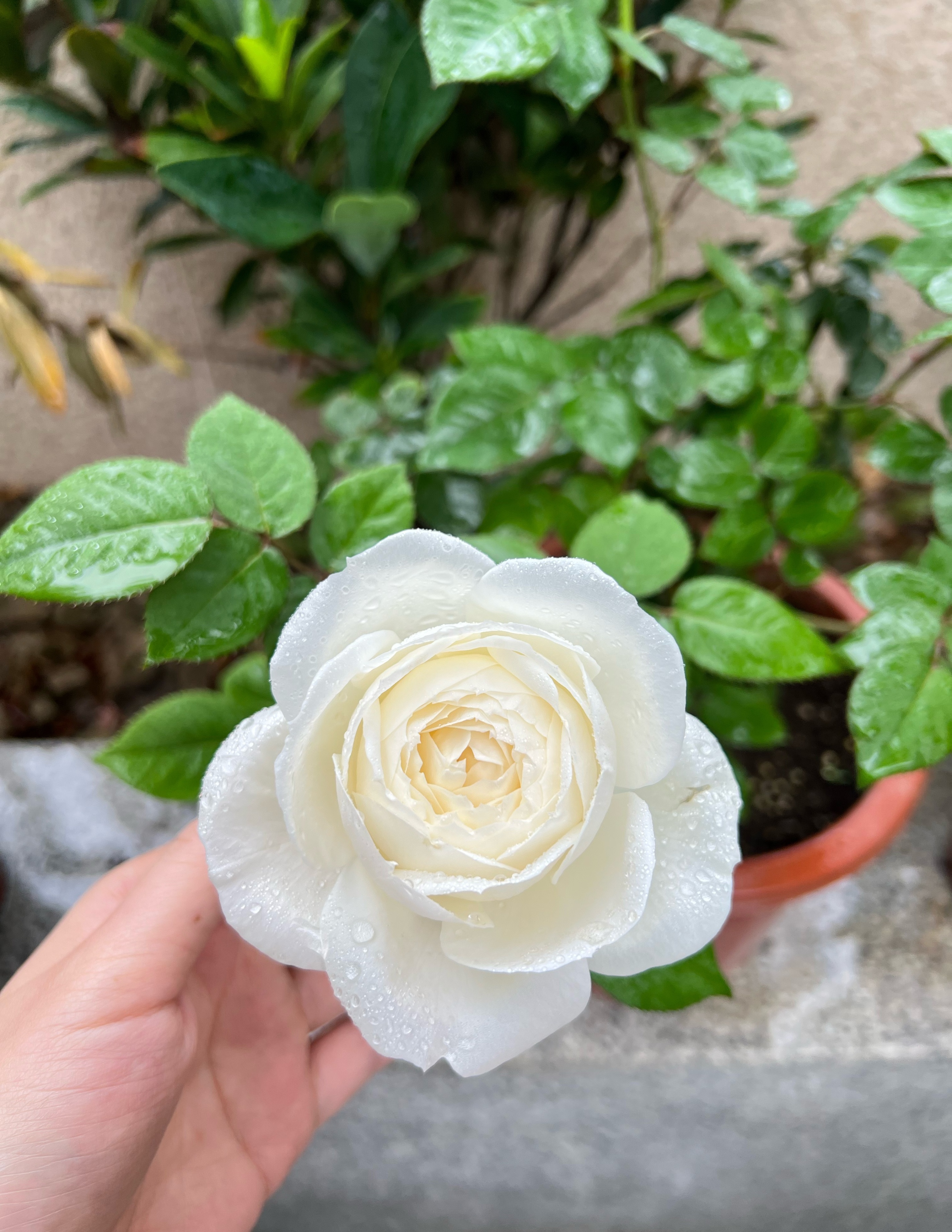 喜欢白色玫瑰，就养“婚礼之路”，颜值高、香气浓，而且开花勤奋