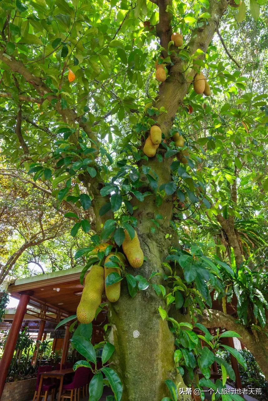 冲野浪、喝咖啡，比三亚便宜一半的海岛度假地，后悔没有早点知道