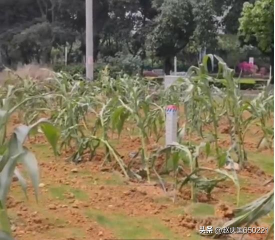 成都惊现农业玉米移栽术,现代绿化新科技吗?
