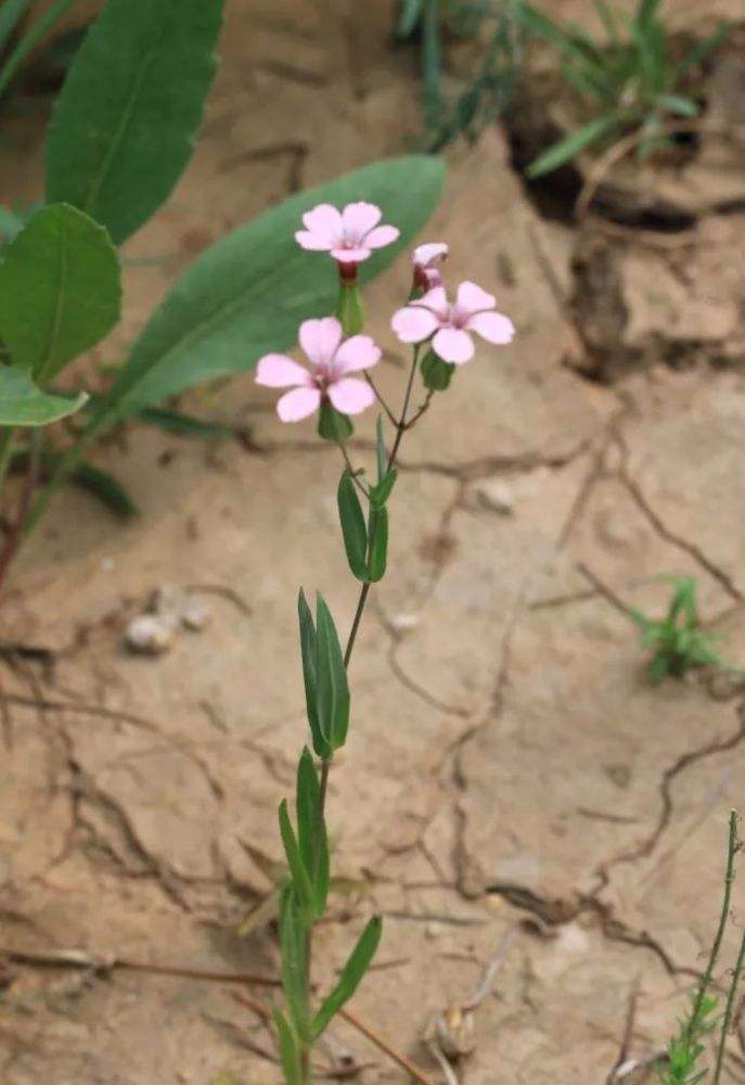 清明期间开的野花有哪些,清明节野花