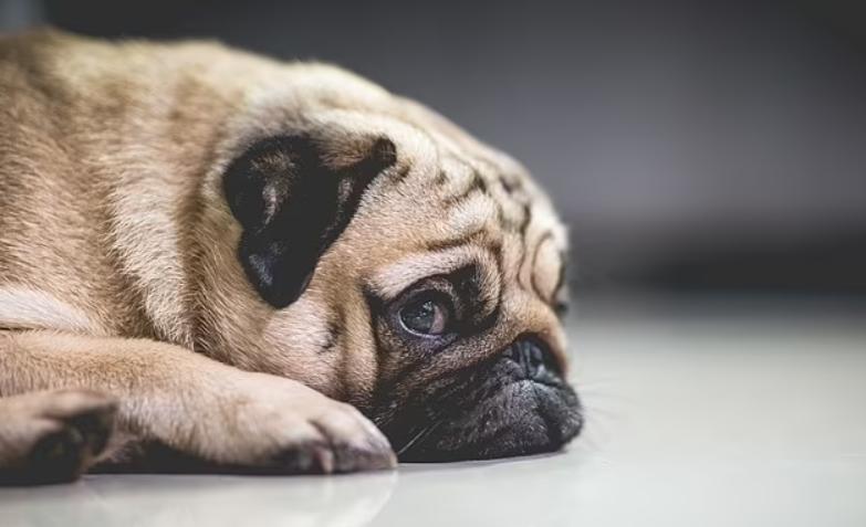 巴哥犬的五大优点和缺点,巴哥犬优点和缺点有哪些