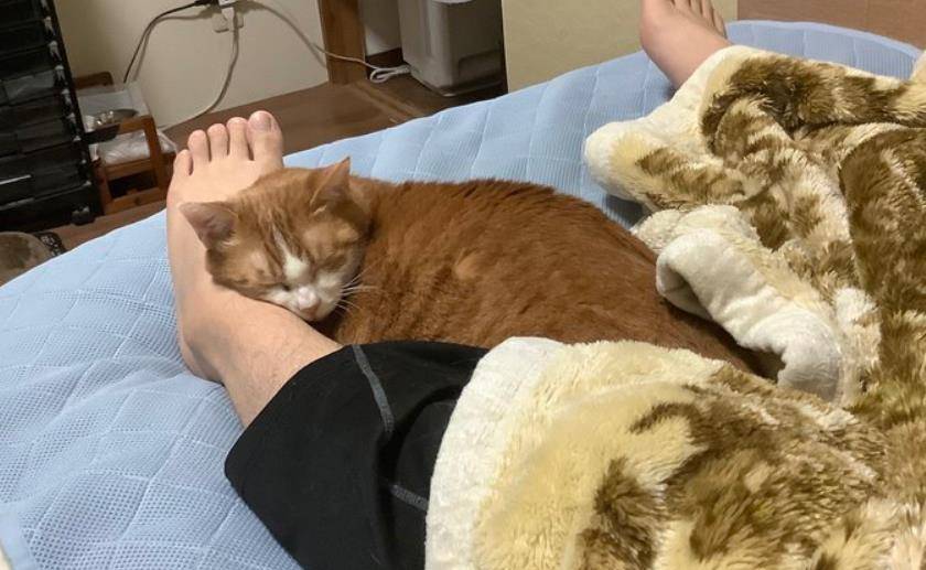 跟猫睡有什么好处有什么坏处,养猫到底该不该和猫一起睡