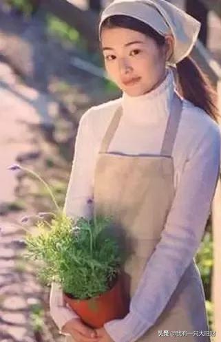 薰衣草从零开始,薰衣草诠释爱情