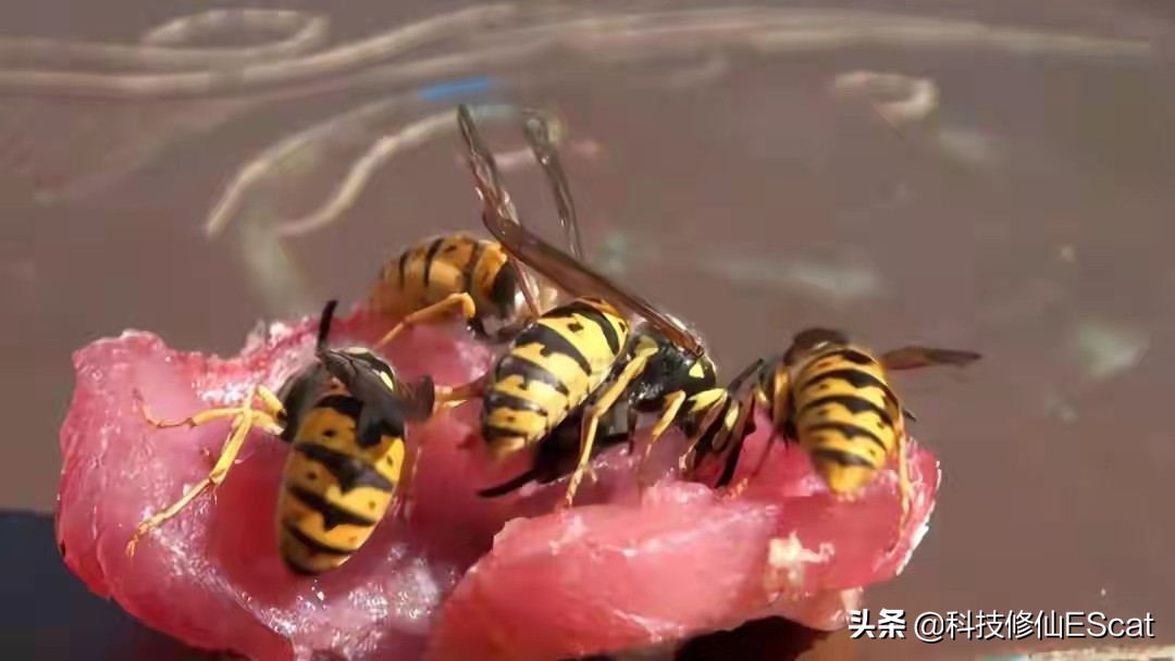 神奇宝贝蜜蜂进化过程,神奇的物种蜜蜂