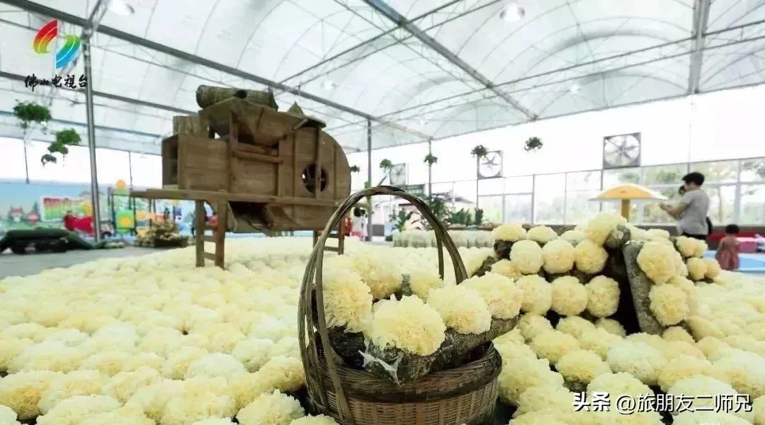 佛山去江门旅游景点推荐,佛山去江门旅游攻略