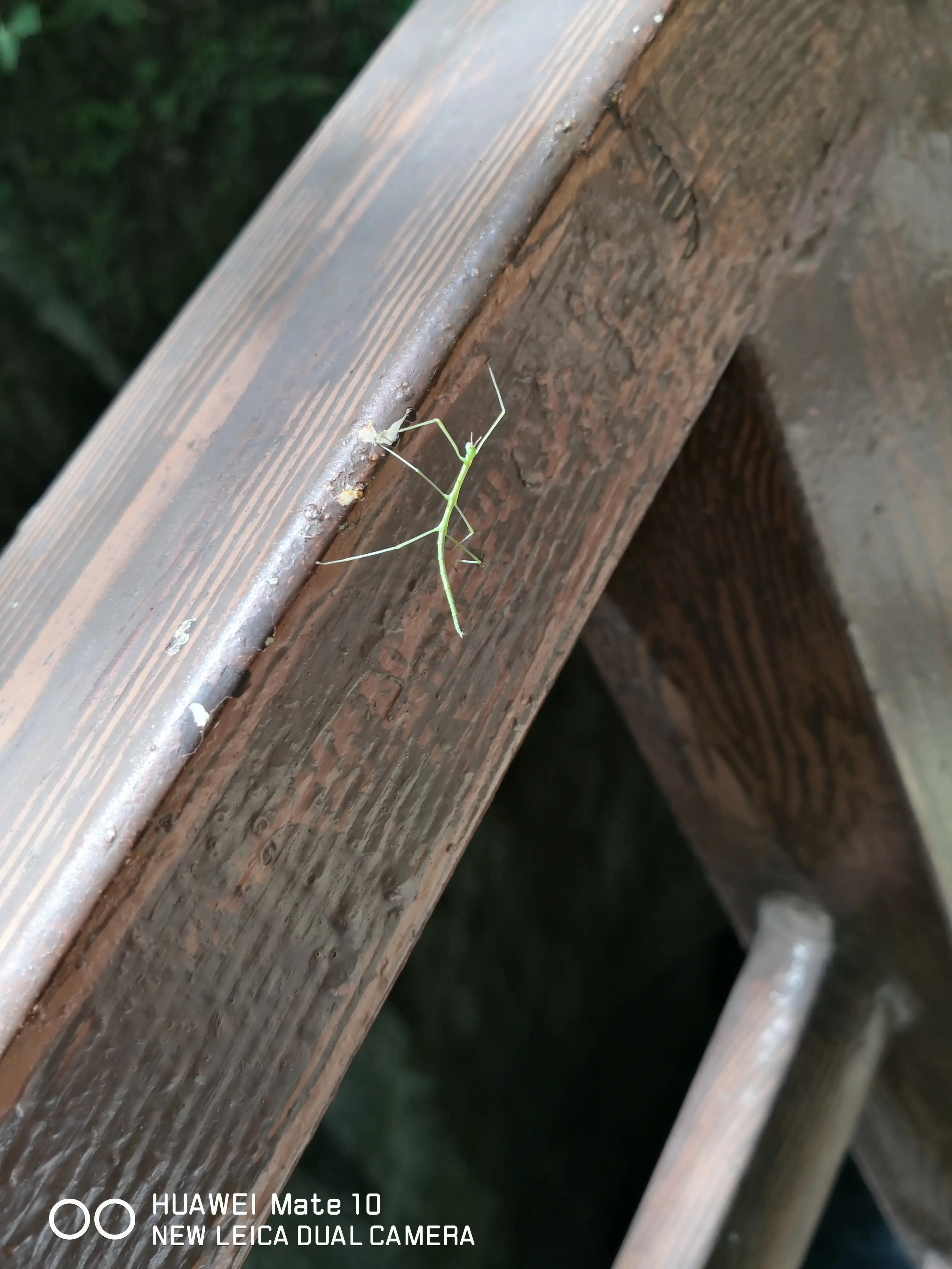 大秦岭的封面—金丝峽