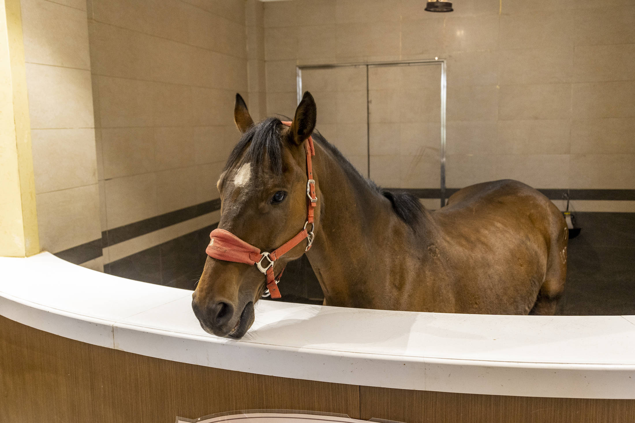 丰宁坝上草原的夏天,丰宁坝上草原夏天景色