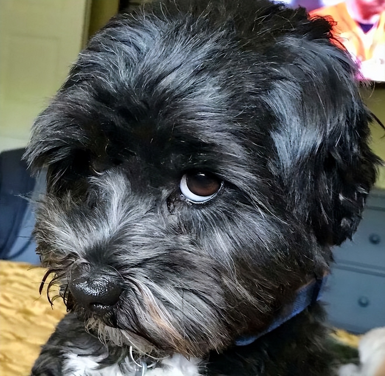 二分钟告诉你如何和狗狗交流,如何与狗对话