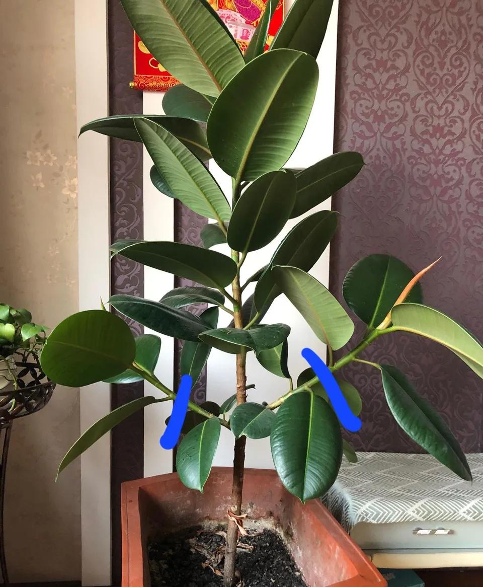 24小时吸甲醛释放氧气的花,刚装修好的房养啥花好能吸甲醛