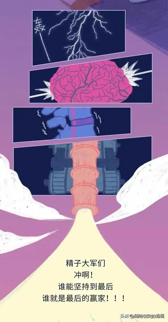 精子进入女性体内的24小时，都经历了什么？漫画