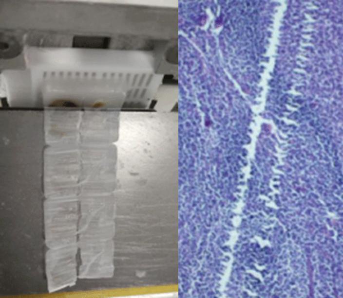 石蜡组织切片的注意事项,为什么石蜡切片不连贯