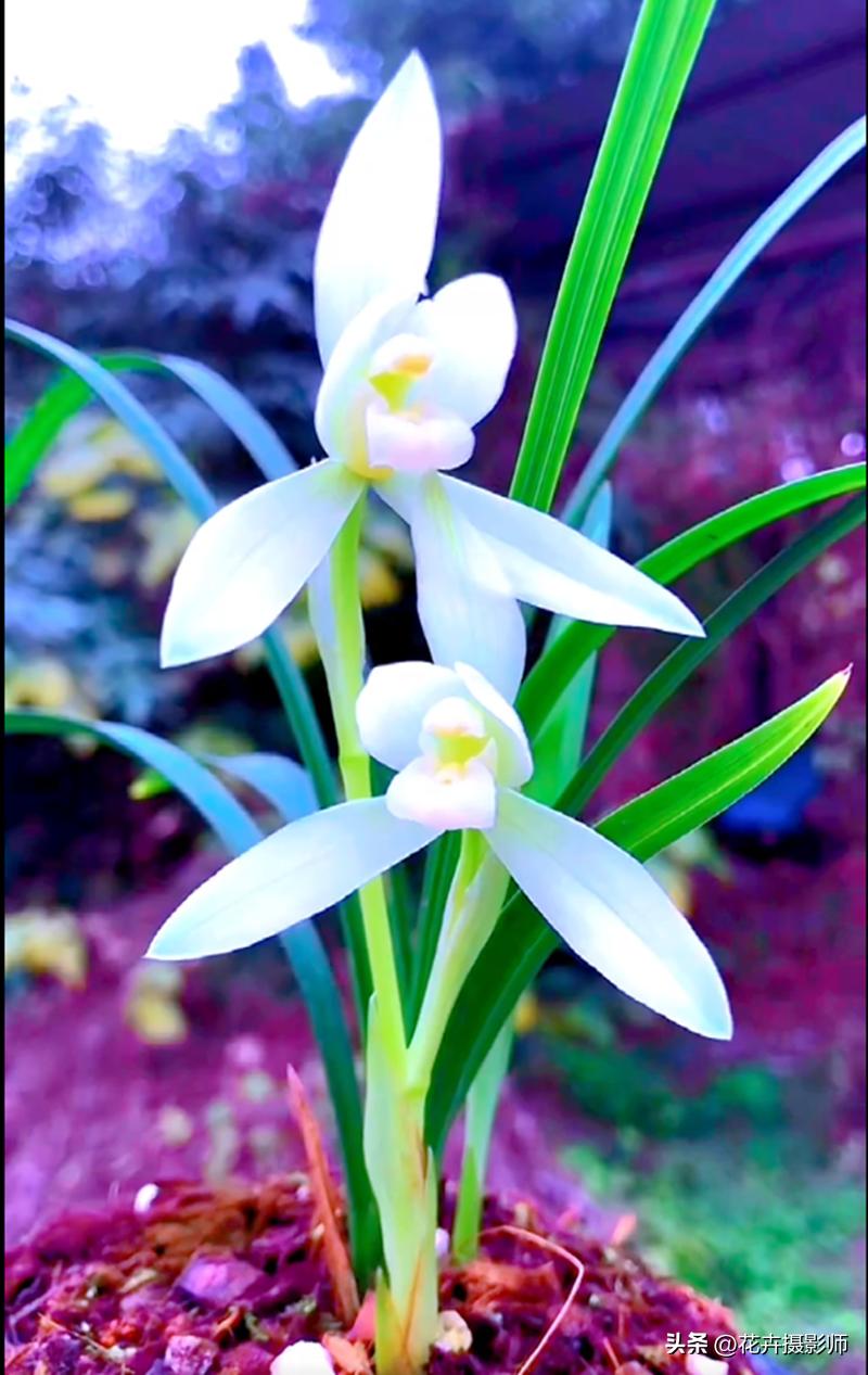 云南新发现的无叶兰花,云南发现一株顶级兰草
