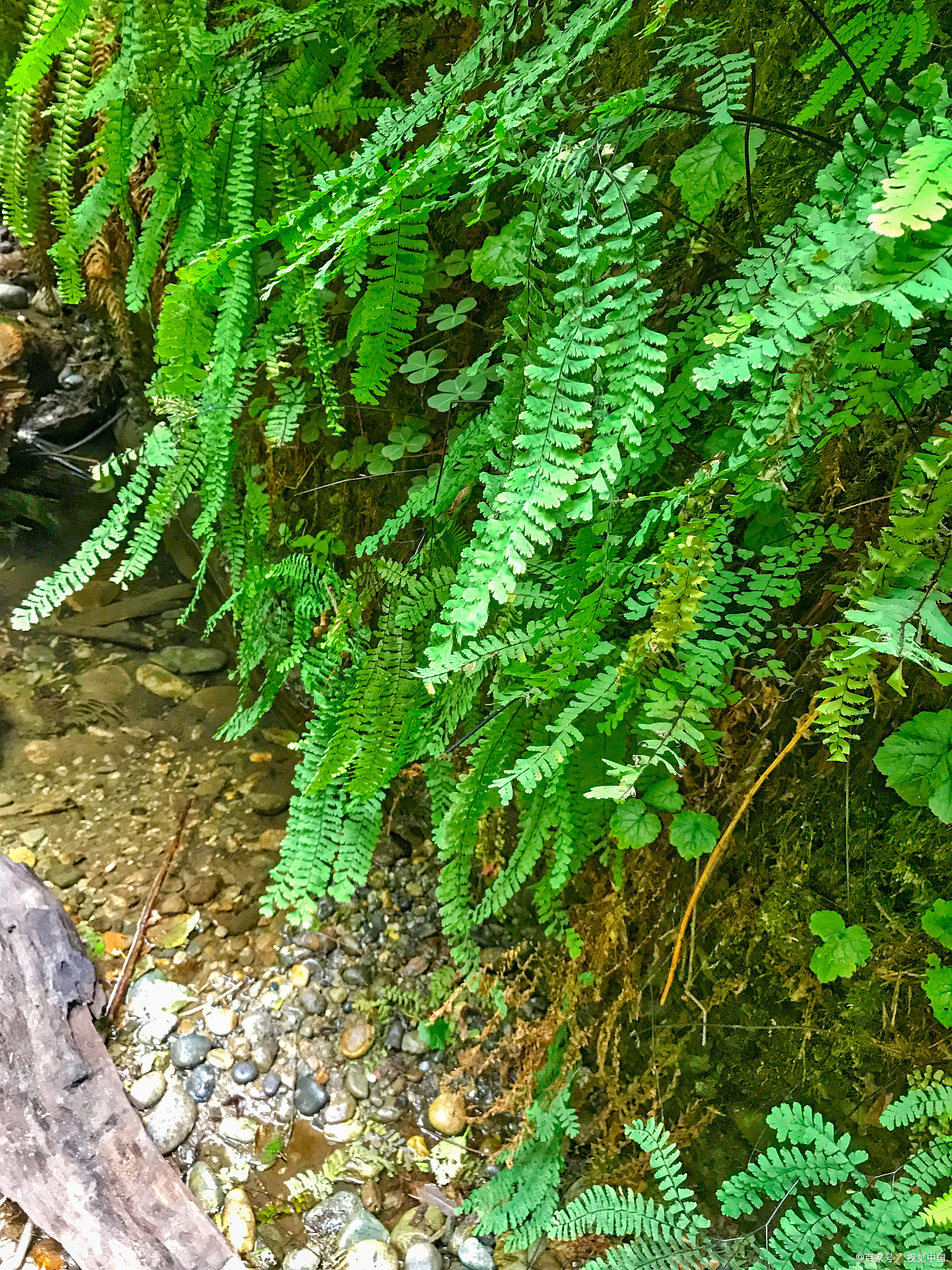 天鹅蛋的故事视频大全,天鹅蛋的故事完整版