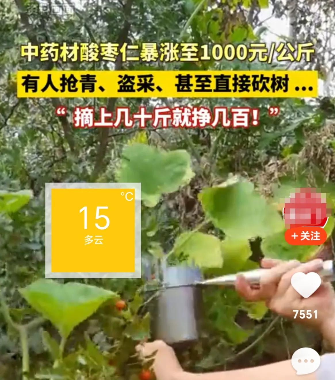 中药材酸枣仁暴涨,中药材酸枣仁价格暴涨002281