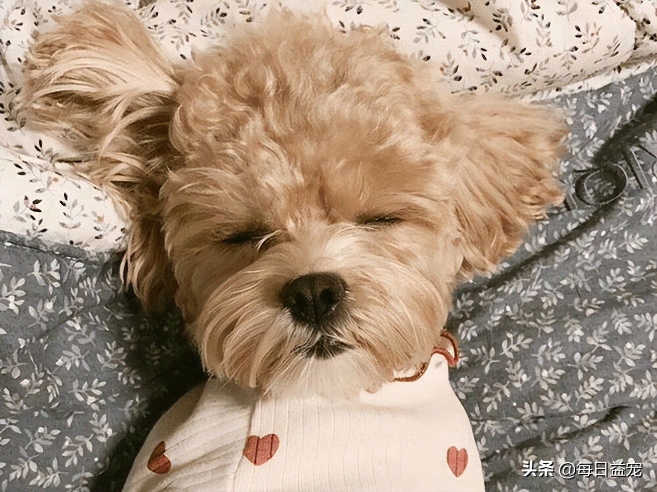 泰迪犬挑食怎么办?铲屎官这样做,效果极好