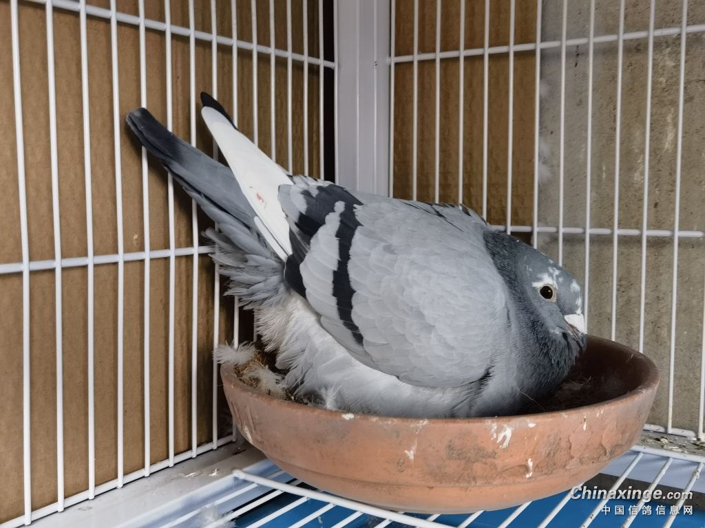 同窝鸽子大小不均怎办,同窝幼鸽体型大的是雌还是雄