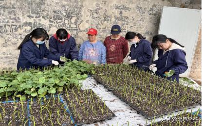 博士农场平谷,平谷农业创新项目