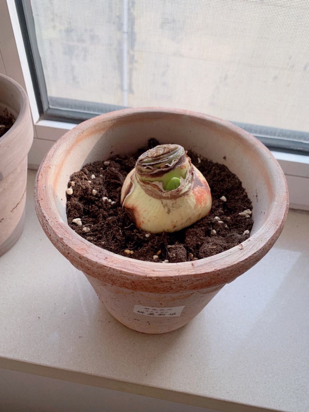 朱顶红怎样养才能开花,朱顶红怎么养才能开花结果