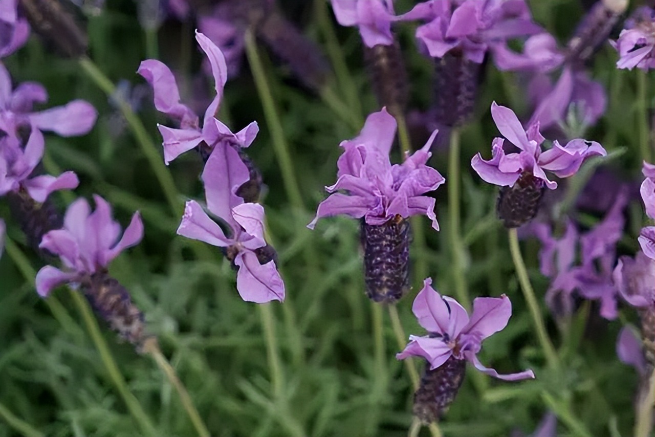 薰衣草，永不褪色的真爱，永不落幕的浪漫｜No.00162