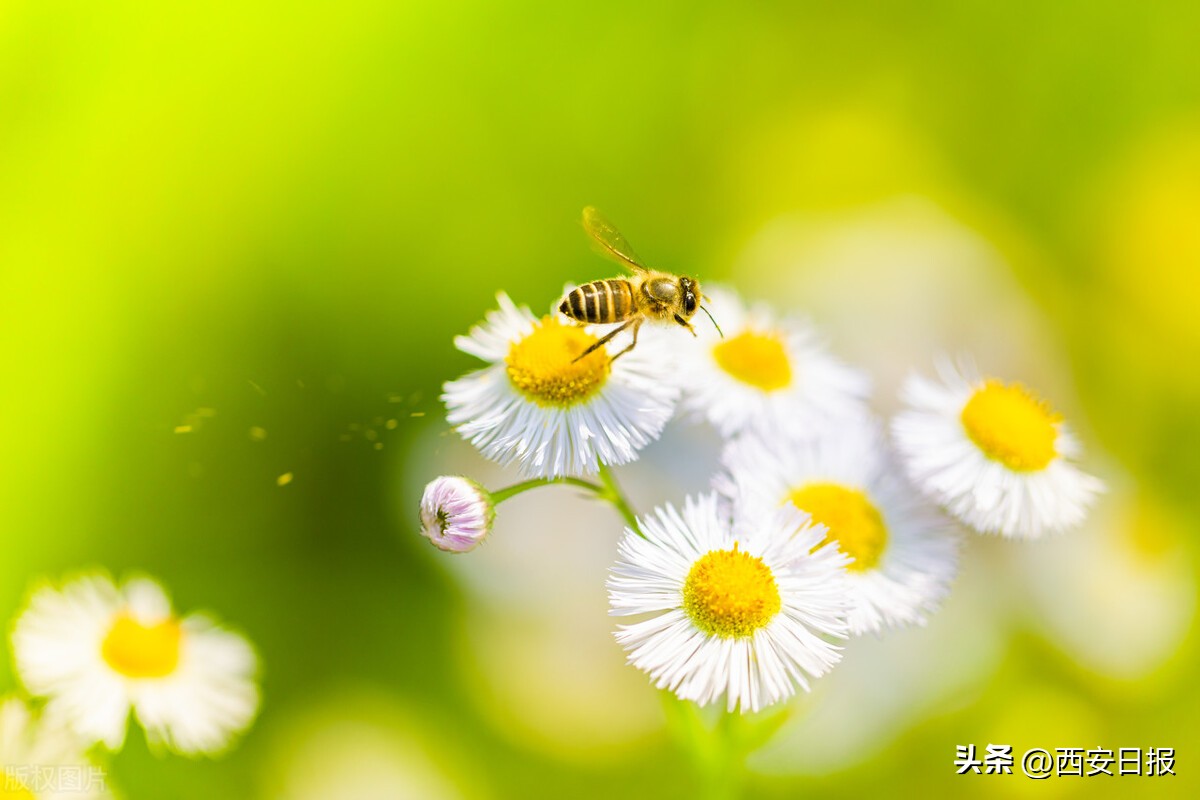 赏花有什么好方法,赏花被蜜蜂蜇