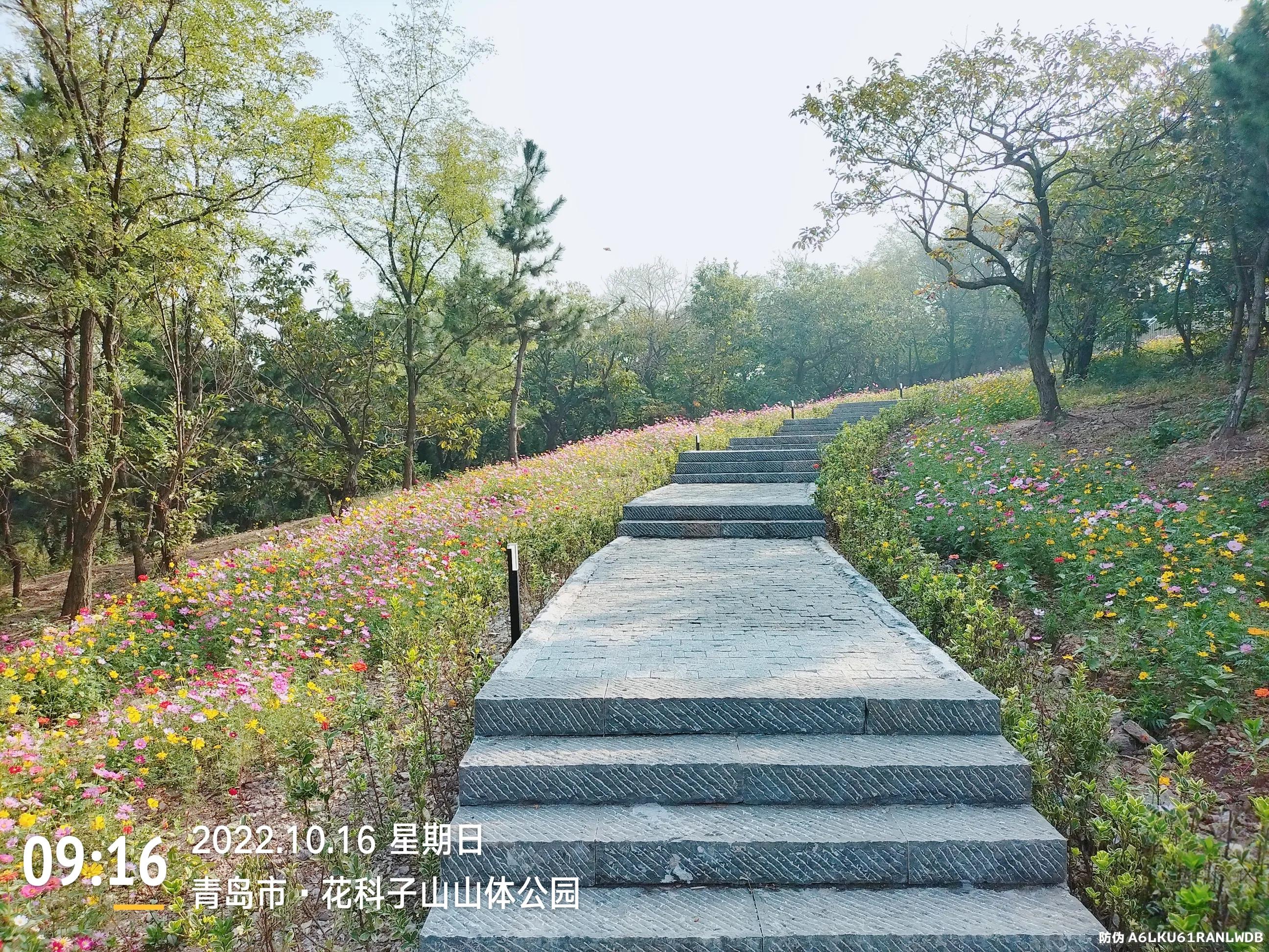青岛西海岸赏花攻略,青岛海滨风景区一日游攻略