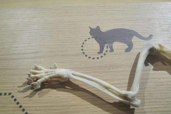 小脚趾被撞肿了怎么办,小脚趾被撞了骨头移位怎么办