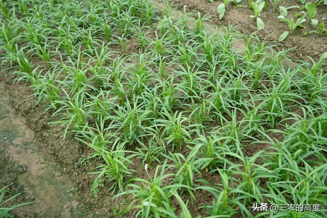 介绍谷雨种瓜点豆视频,谷雨前后种瓜点豆跟天气有关吗