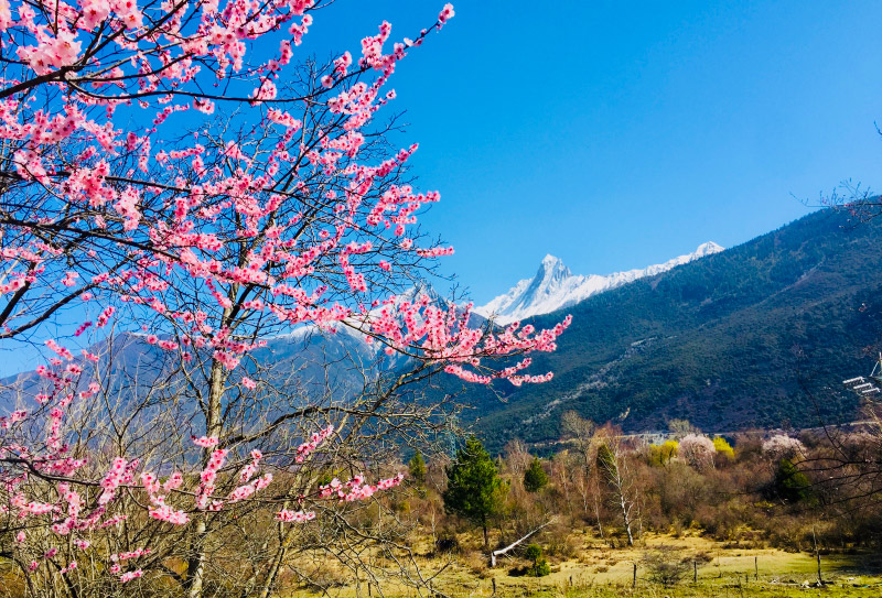 桃花屋里种桃树诗词,桃花源里桃花香诗词