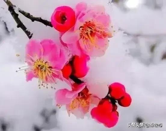 紫石金麟|咏梅七律三十韵②（二叠韵合集）