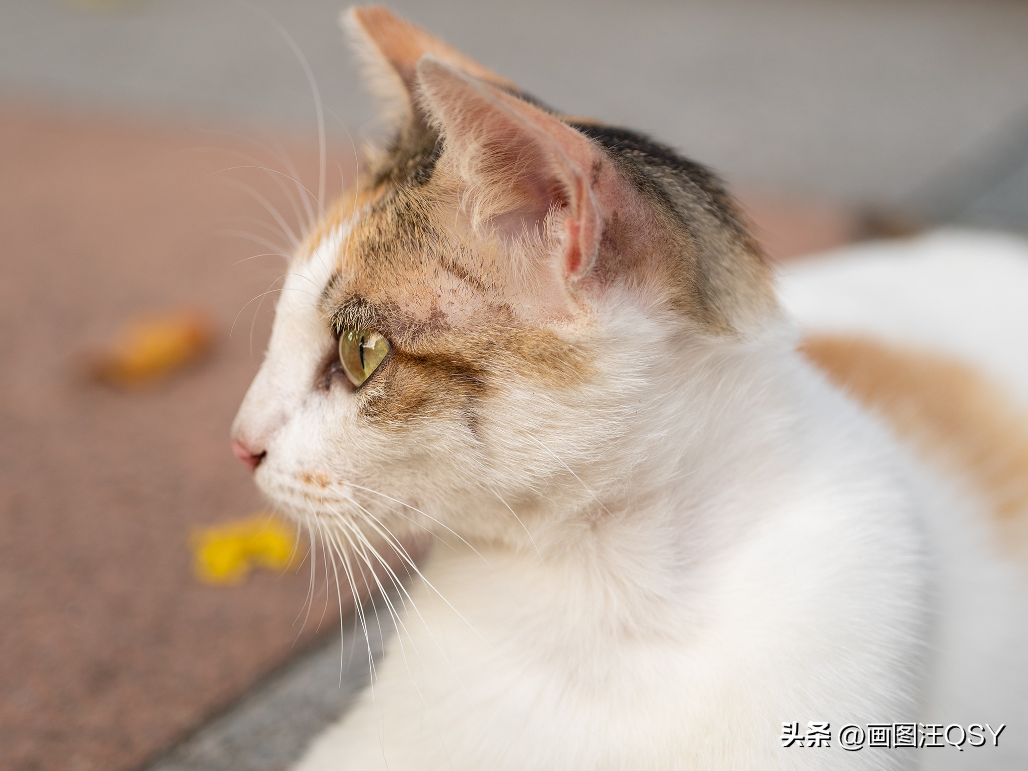 技术不够装备来凑，索尼ZV-E1真定位新手？Vlog初学者心得分享